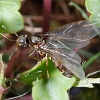 Femelle ailée de la fourmis jaune des prairies (2)